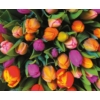 Tulipánok  1000 db-os puzzle - Piatnik